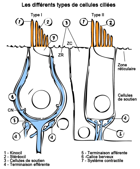 Histology: the hair cell and the otolithic membrane of the maculae